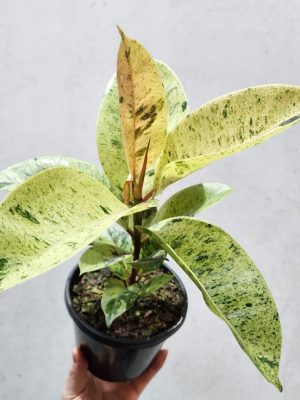 ارسال فیکوس ببری