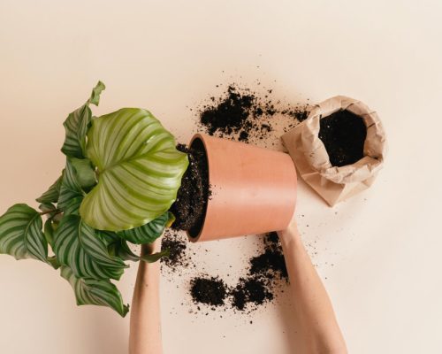 درمان آلودگی خاک گلدان