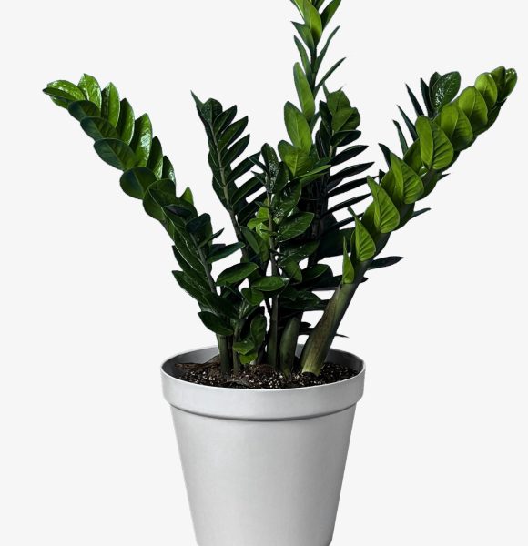 زاموفیلیا سبز درشت گلدان سفید