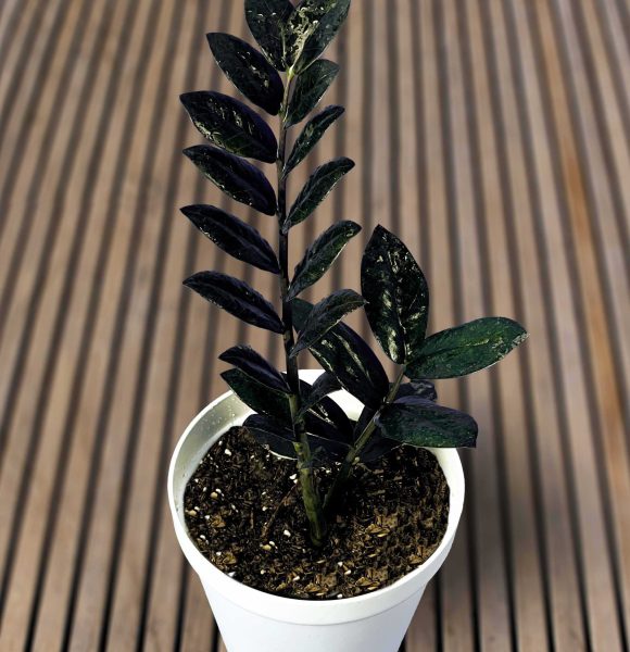 زاموفیلیاسوپر بلک