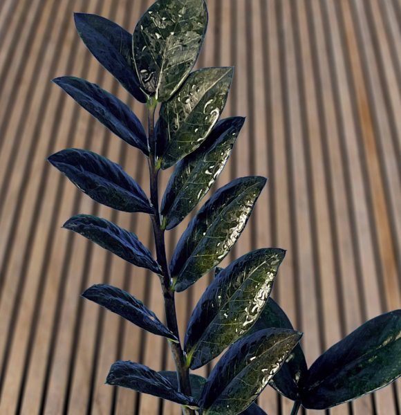 زاموفیلیاسوپر بلک3