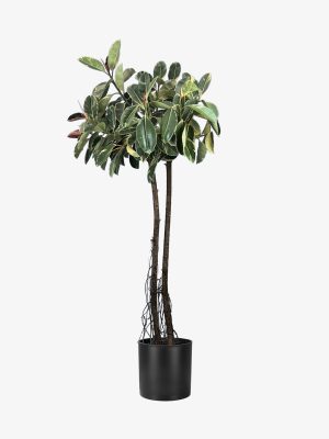 فیکوس ابلق 240 سانتی 2 تنه