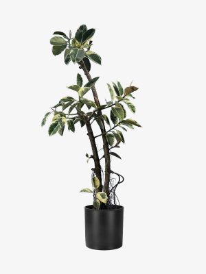 فیکوس ابلق 240 سانتی چند سر