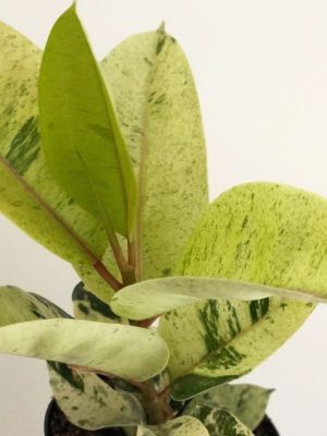 فیکوس ارزان ببری