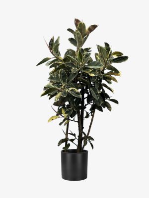 فیکوس ایلق یاقوتی 2 متری