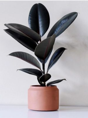 فیکوس سوپر بلک رومیزی