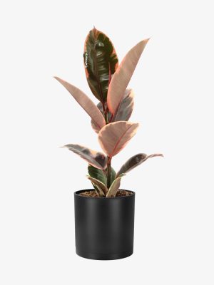 فیکوس شرابی رومیزی