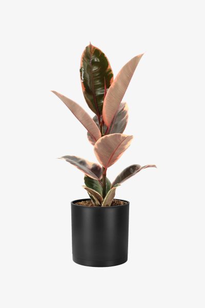 فیکوس شرابی رومیزی