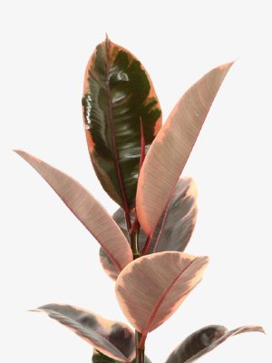 برگ فیکوس شرابی وارداتی