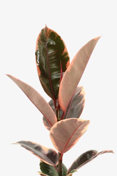 برگ فیکوس شرابی وارداتی