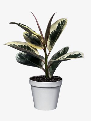 فیکوس یاقوتی اصلی