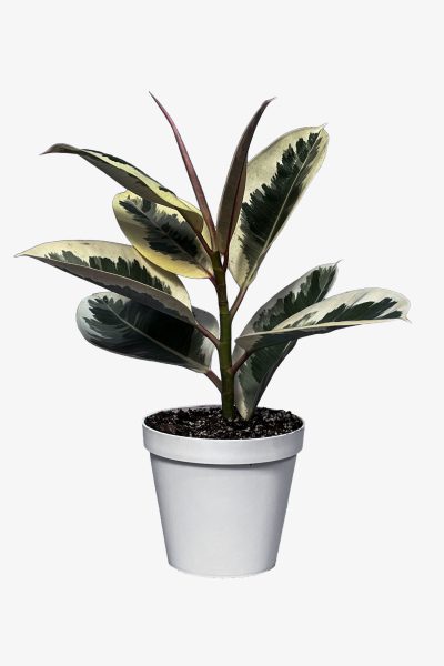 فیکوس یاقوتی اصلی