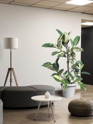 فیکوس یاقوتی