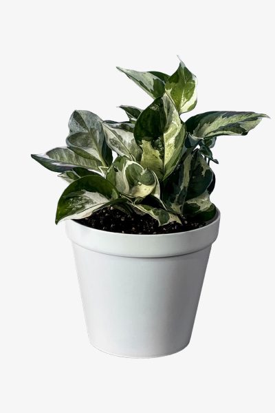 پیتوس ارتشی کوچک با گلدان سفید