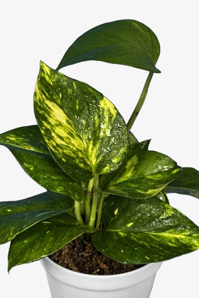 پوتوس ابلق از نزدیک